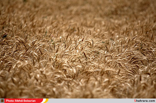 برداشت گندم از مزارع