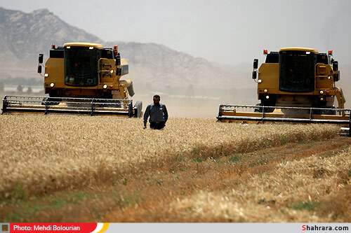 برداشت گندم از مزارع