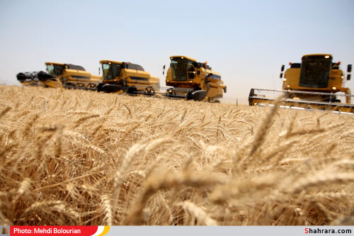 برداشت گندم از مزارع