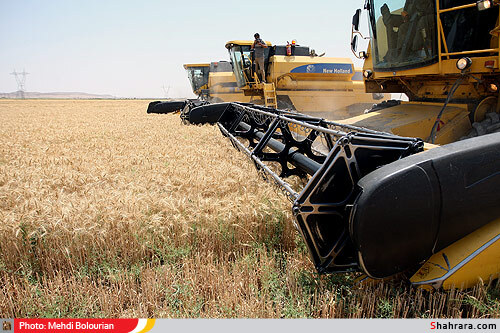 برداشت گندم از مزارع