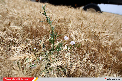 برداشت گندم از مزارع