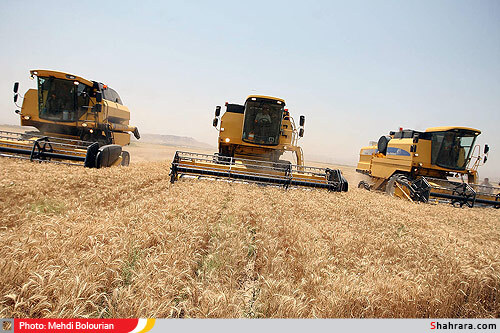 برداشت گندم از مزارع