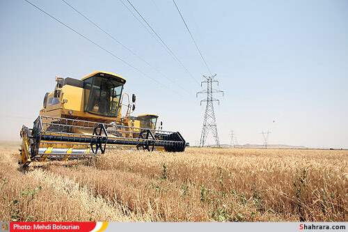 برداشت گندم از مزارع