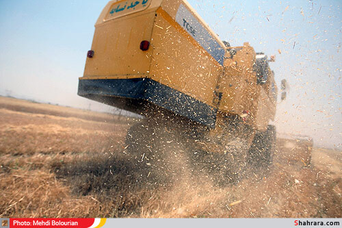 برداشت گندم از مزارع