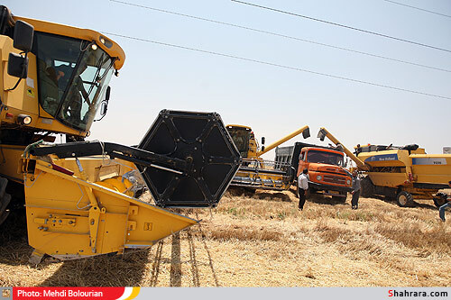 برداشت گندم از مزارع