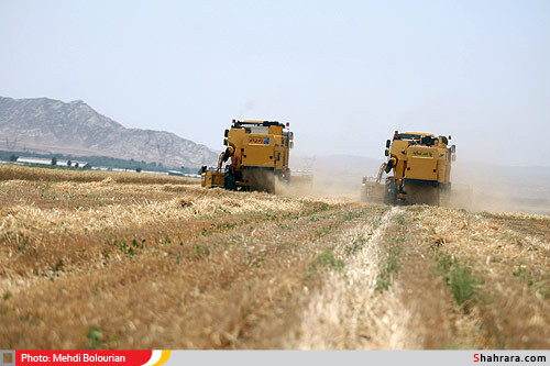 برداشت گندم از مزارع