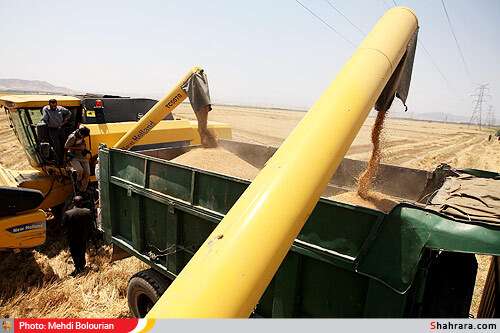 برداشت گندم از مزارع