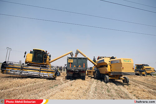 برداشت گندم از مزارع