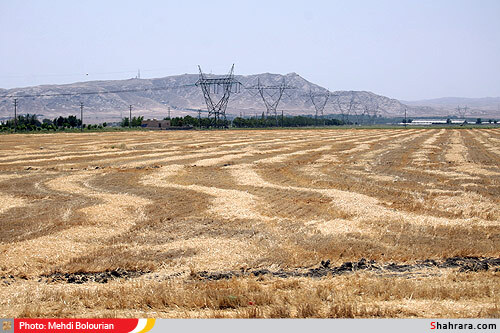 برداشت گندم از مزارع