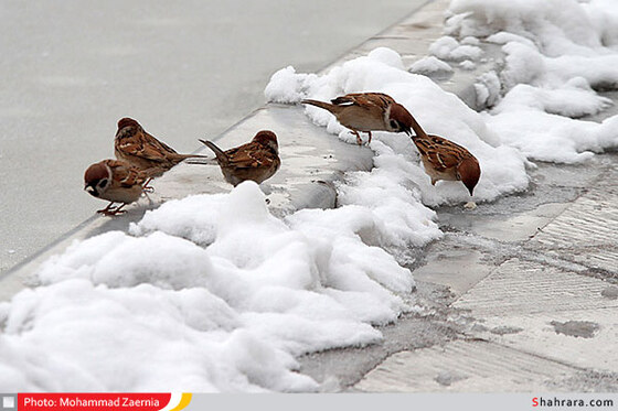 بوستان کوهسنگی 