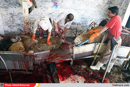 کشتارگاه دام مشهد