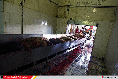 کشتارگاه دام مشهد