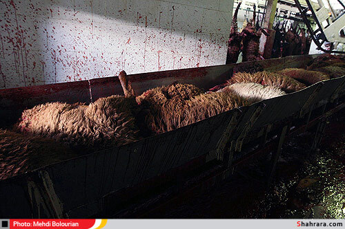 کشتارگاه دام مشهد