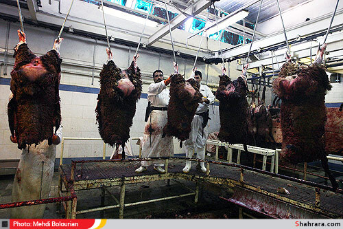 کشتارگاه دام مشهد