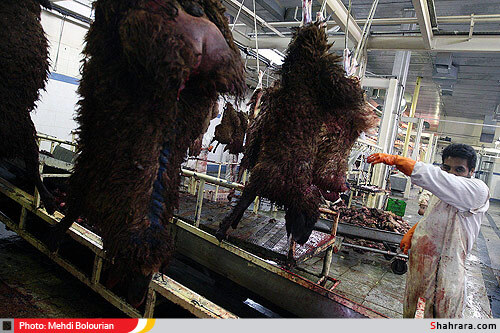 کشتارگاه دام مشهد