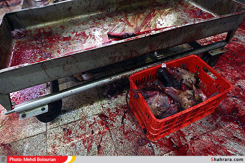 کشتارگاه دام مشهد