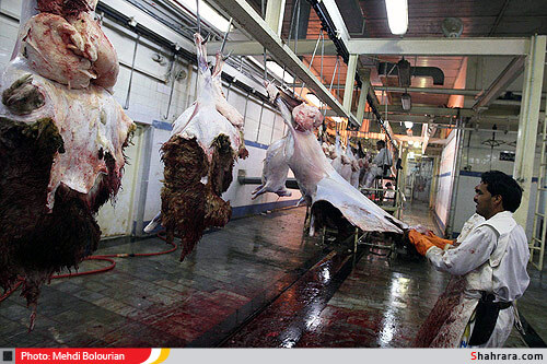 کشتارگاه دام مشهد