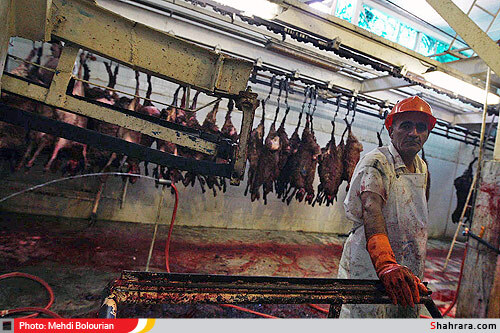 کشتارگاه دام مشهد