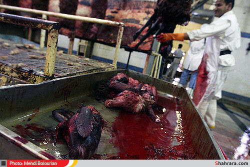 کشتارگاه دام مشهد
