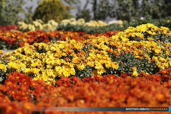 دومین جشنواره گلهای داودی در مشهد.