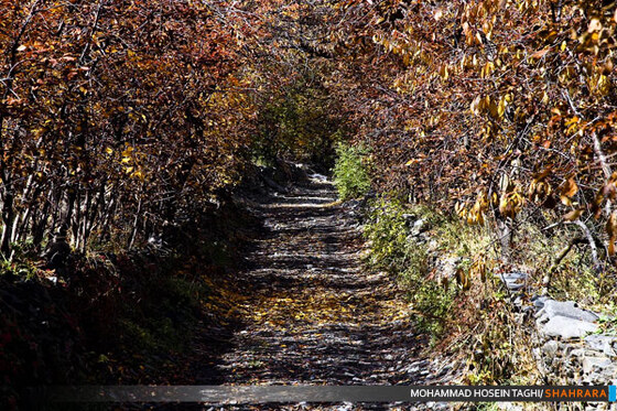 پاییز زیبا...