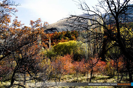 پاییز زیبا...