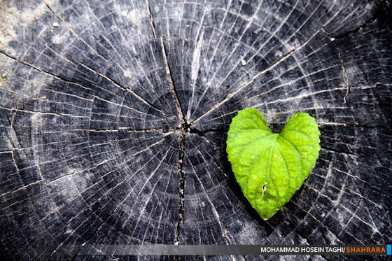 پاییز زیبا...