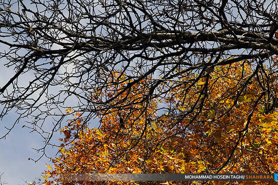 پاییز زیبا...