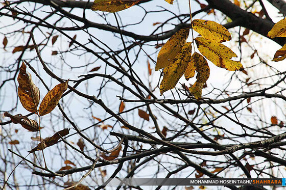 پاییز زیبا...