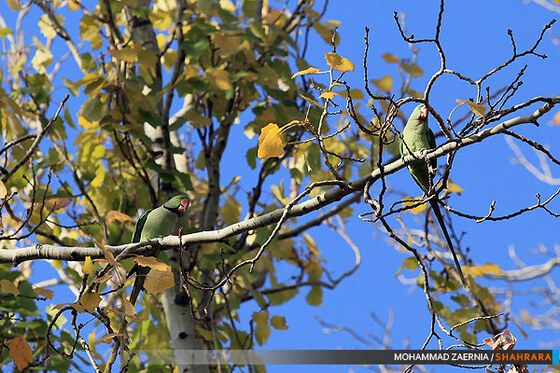 پاییز در پارک ملت