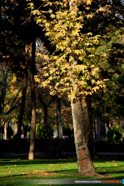 پاییز در پارک ملت