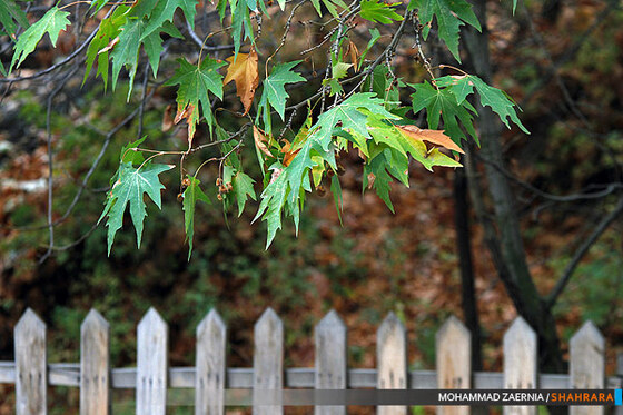 پاییز در پارک ملت