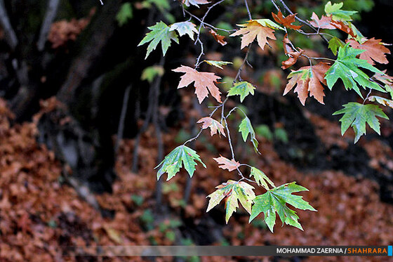 پاییز در پارک ملت