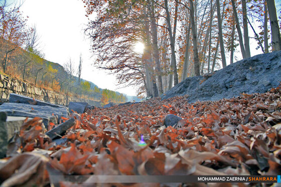 پاییز در بوستان وکیل آباد