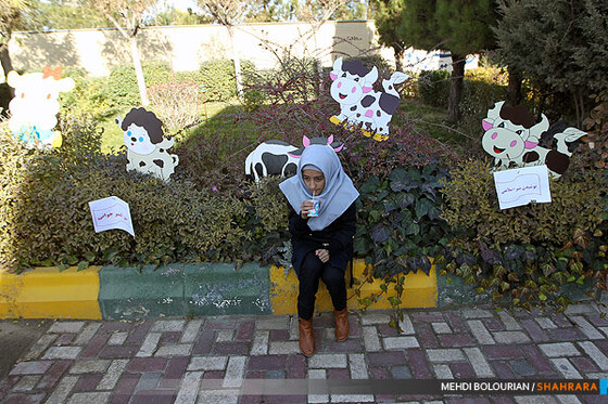 آغاز توزیع شیر رایگان در مدارس شهر مشهد