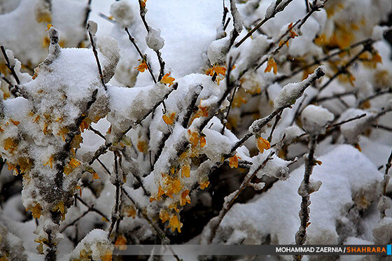 بارش برف در مشهد