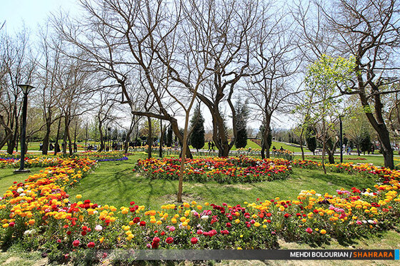 جشنواره گل های پیازی