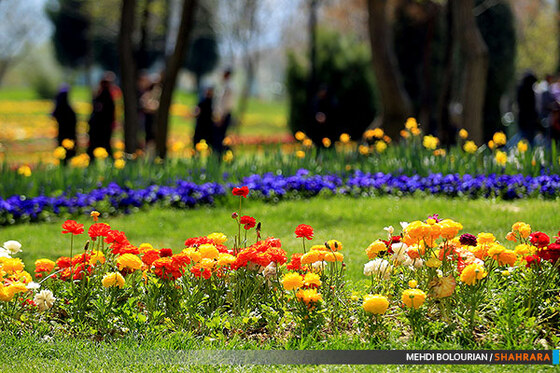 جشنواره گل های پیازی