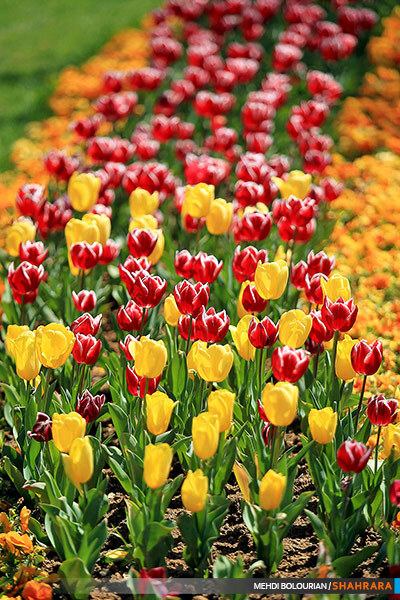 جشنواره گل های پیازی