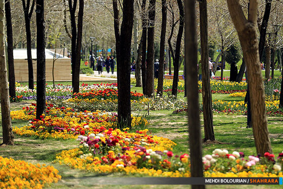 جشنواره گل های پیازی