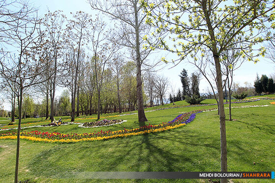 جشنواره گل های پیازی