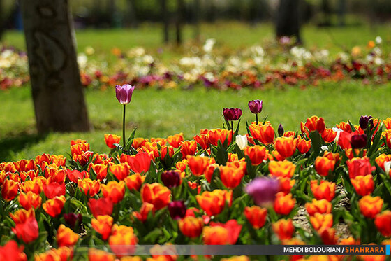 جشنواره گل های پیازی