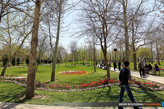 جشنواره گل های پیازی