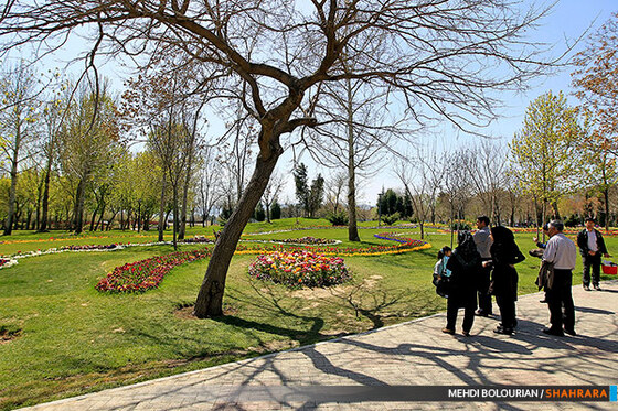 جشنواره گل های پیازی