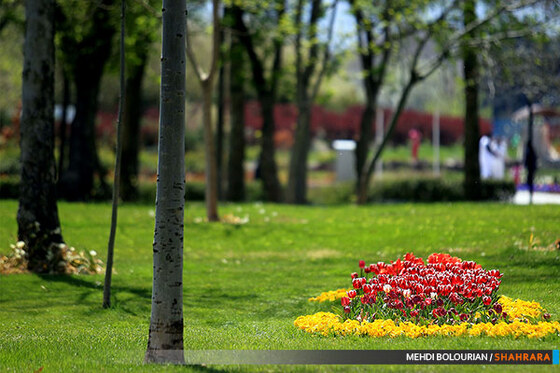 جشنواره گل های پیازی