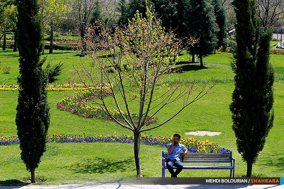 جشنواره گل های پیازی