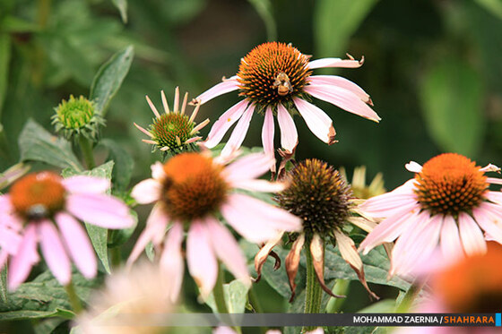 افتتاح باغ گیاه شناسی مشهد