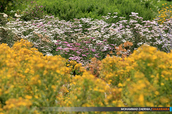 افتتاح باغ گیاه شناسی مشهد