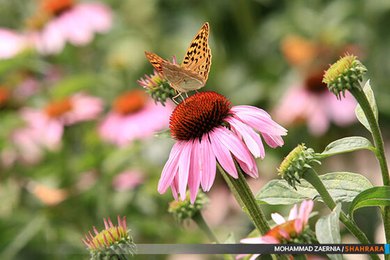 افتتاح باغ گیاه شناسی مشهد