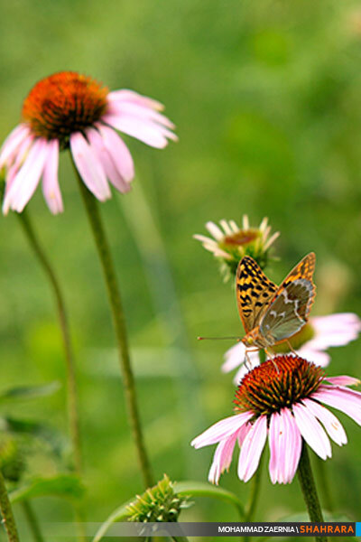 افتتاح باغ گیاه شناسی مشهد